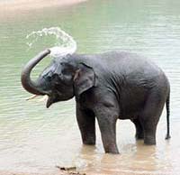 Jour 8 : Visite de Thekkady